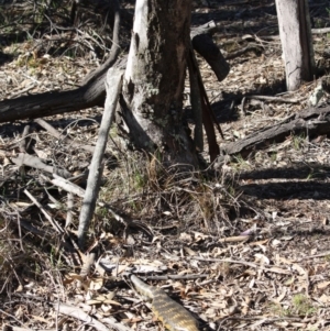 Tiliqua scincoides scincoides at Red Hill, ACT - 17 Jul 2019 03:25 PM