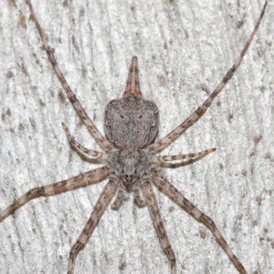 Tamopsis sp. (genus) (Two-tailed spider) at Hackett, ACT - 16 Jul 2019 by TimL