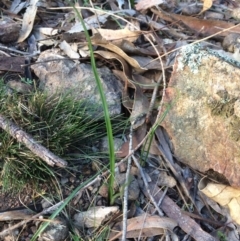 Diuris sp. (A Donkey Orchid) at Hackett, ACT - 17 Jul 2019 by petersan