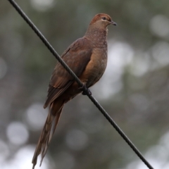 Macropygia phasianella (Brown Cuckoo-dove) at Rosedale, NSW - 5 Jul 2019 by jb2602