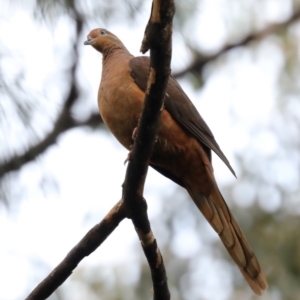 Macropygia phasianella at Rosedale, NSW - 5 Jul 2019