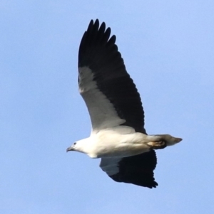 Haliaeetus leucogaster at Guerilla Bay, NSW - 7 Jul 2019