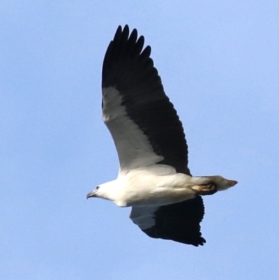 Haliaeetus leucogaster (White-bellied Sea-Eagle) at Batemans Marine Park - 7 Jul 2019 by jbromilow50