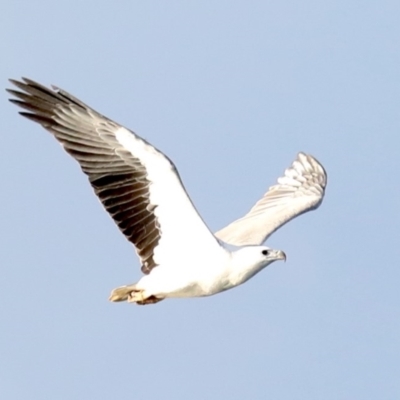 Haliaeetus leucogaster (White-bellied Sea-Eagle) at Rosedale, NSW - 8 Jul 2019 by jb2602