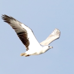Haliaeetus leucogaster (White-bellied Sea-Eagle) at Batemans Marine Park - 8 Jul 2019 by jbromilow50