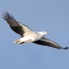 Haliaeetus leucogaster at Rosedale, NSW - 8 Jul 2019