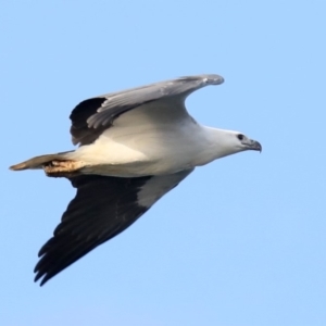 Haliaeetus leucogaster at Rosedale, NSW - 8 Jul 2019