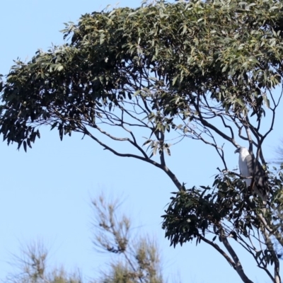 Haliaeetus leucogaster (White-bellied Sea-Eagle) at Tomakin, NSW - 14 Jul 2019 by jbromilow50