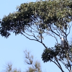 Haliaeetus leucogaster (White-bellied Sea-Eagle) at Tomakin, NSW - 14 Jul 2019 by jbromilow50