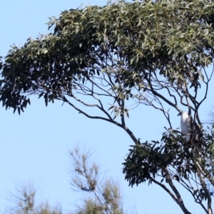 Haliaeetus leucogaster at Tomakin, NSW - 14 Jul 2019