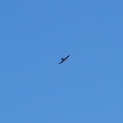 Falco peregrinus (Peregrine Falcon) at Rosedale, NSW - 10 Jul 2019 by jb2602