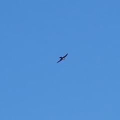 Falco peregrinus (Peregrine Falcon) at Rosedale, NSW - 10 Jul 2019 by jbromilow50