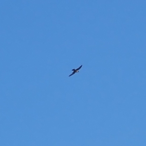 Falco peregrinus at Rosedale, NSW - 10 Jul 2019 01:29 PM