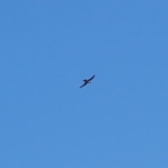 Falco peregrinus (Peregrine Falcon) at Batemans Marine Park - 10 Jul 2019 by jbromilow50