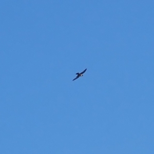 Falco peregrinus at Rosedale, NSW - 10 Jul 2019
