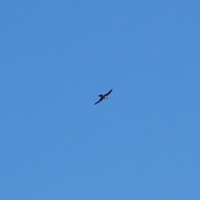 Falco peregrinus (Peregrine Falcon) at Batemans Marine Park - 10 Jul 2019 by jbromilow50