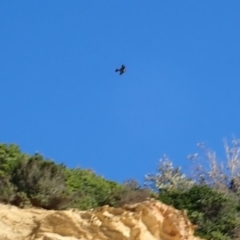 Falco peregrinus at Rosedale, NSW - 10 Jul 2019 01:29 PM