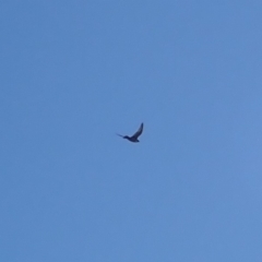 Falco peregrinus at Rosedale, NSW - 10 Jul 2019 01:29 PM