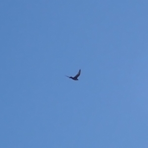 Falco peregrinus at Rosedale, NSW - 10 Jul 2019 01:29 PM