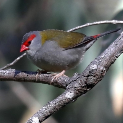 Neochmia temporalis (Red-browed Finch) at Rosedale, NSW - 9 Jul 2019 by jb2602