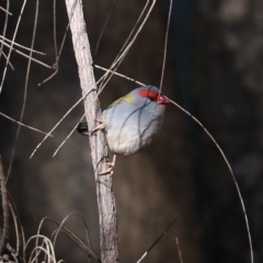 Neochmia temporalis (Red-browed Finch) at Rosedale, NSW - 14 Jul 2019 by jb2602