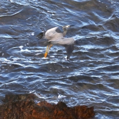 Egretta novaehollandiae (White-faced Heron) at Batemans Marine Park - 8 Jul 2019 by jbromilow50