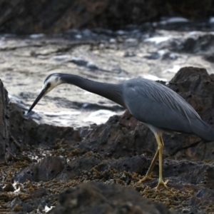 Egretta novaehollandiae at Rosedale, NSW - 8 Jul 2019