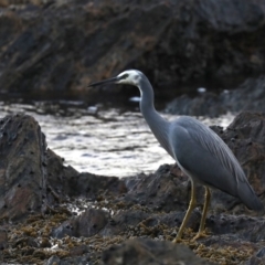 Egretta novaehollandiae at Rosedale, NSW - 8 Jul 2019