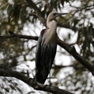 Ardea pacifica at Rosedale, NSW - 6 Jul 2019 11:58 AM