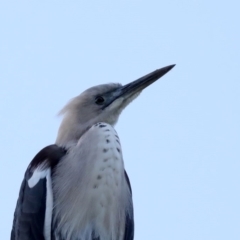 Ardea pacifica (White-necked Heron) at Rosedale, NSW - 9 Jul 2019 by jb2602