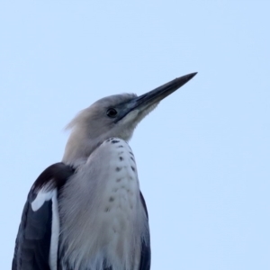 Ardea pacifica at Rosedale, NSW - 9 Jul 2019 04:23 PM