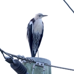 Ardea pacifica at Rosedale, NSW - 9 Jul 2019 04:23 PM