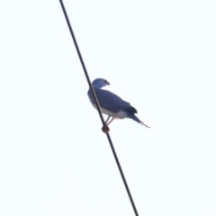 Tachyspiza novaehollandiae (Grey Goshawk) at Rosedale, NSW - 13 Jul 2019 by jb2602