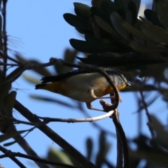 Pardalotus punctatus (Spotted Pardalote) at Broulee, NSW - 13 Jul 2019 by jb2602