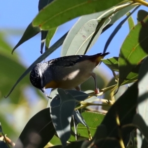 Pardalotus punctatus at Broulee, NSW - 13 Jul 2019