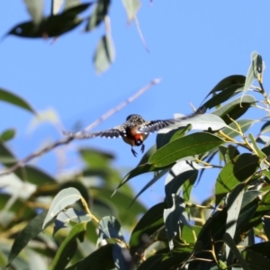 Pardalotus punctatus at Broulee, NSW - 13 Jul 2019