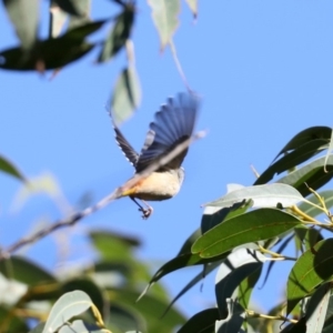 Pardalotus punctatus at Broulee, NSW - 13 Jul 2019