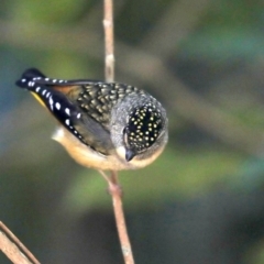 Pardalotus punctatus (Spotted Pardalote) at Rosedale, NSW - 9 Jul 2019 by jb2602