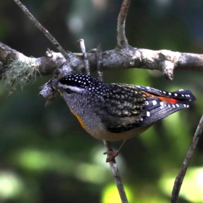 Pardalotus punctatus (Spotted Pardalote) at Rosedale, NSW - 9 Jul 2019 by jb2602