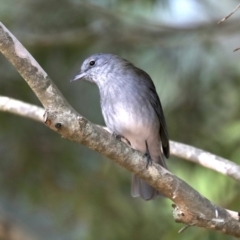 Colluricincla harmonica (Grey Shrikethrush) at Mogo, NSW - 6 Jul 2019 by jbromilow50