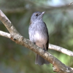 Colluricincla harmonica at Mogo, NSW - 6 Jul 2019