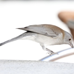 Colluricincla harmonica at Mogo, NSW - 6 Jul 2019 02:54 PM