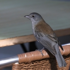 Colluricincla harmonica at Mogo, NSW - 6 Jul 2019 02:54 PM