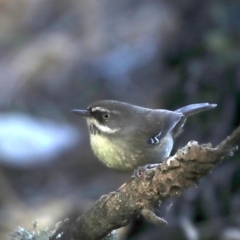 Sericornis frontalis (White-browed Scrubwren) at Rosedale, NSW - 14 Jul 2019 by jb2602