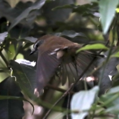 Sericornis frontalis at Rosedale, NSW - 14 Jul 2019