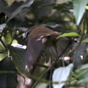 Sericornis frontalis at Rosedale, NSW - 14 Jul 2019