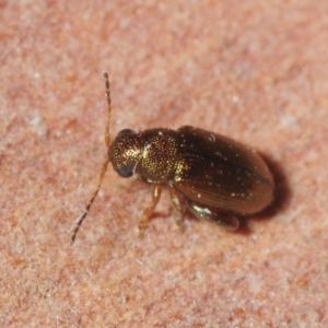 Alticini (tribe) at Molonglo River Reserve - 14 Jul 2019 02:13 PM