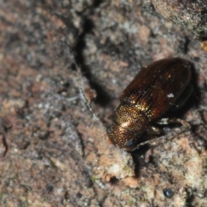 Alticini (tribe) at Molonglo River Reserve - 14 Jul 2019 02:13 PM