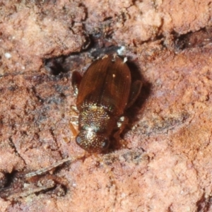 Alticini (tribe) at Molonglo River Reserve - 14 Jul 2019 02:13 PM