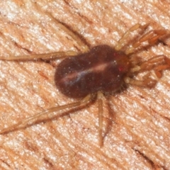 Rainbowia sp. (genus) (A mite) at Pialligo, ACT - 14 Jul 2019 by Harrisi